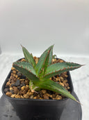 Agave ホリササ(No.27)子株②(Lize血統) 抜き苗発送