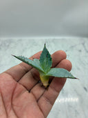 Agave 甲蟹x屈原(No.31)子株④(Lize血統) ベアルート発送