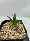 Agave ホリササ(No.20)子株①(Lize血統) 抜き苗発送