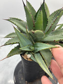 Agave 甲蟹x笹之雪子株①(Lize血統) 抜き苗発送