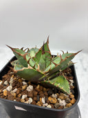 Agave titanota シーザー子株(Lize血統)　抜き苗発送