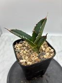 Agave titanota SAD子株④(Lize血統）抜き苗発送
