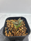 Agave ホリササ(No.18)子株(Lize血統) 抜き苗発送