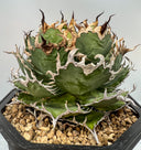 Agave titanota フィリグリー子株①(Lize血統）抜き苗発送
