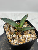 Agave 特選萬代厳龍子株(Lize血統) 抜き苗発送
