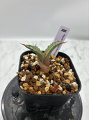 Agave titanota 烈焔子株②(Lize産) 抜き苗発送