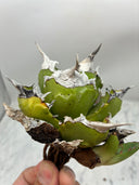 Agave titanota 虎鯊子株(Lize産) 抜き苗発送