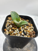 Agave titanota 白犀牛子株（Lize血統）抜き苗発送