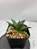 Agave ホリササ(No.17)子株①(Lize血統) 抜き苗発送