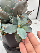 【Indoor Jungle Issue n°11掲載株】屈原x瀧之白絲(個体Z)子株② Lize血統 抜き苗発送