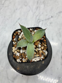 Agave 激怒之舞(No.？)子株⑥(Lize血統) 抜き苗発送