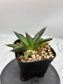 Agave ホリササ(No.17)子株①(Lize血統) 抜き苗発送