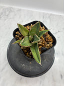 Agave ホリササ(No.37)子株②(Lize血統) 抜き苗発送
