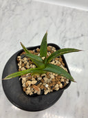 Agave ホリササ(No.17)子株②(Lize血統) 抜き苗発送