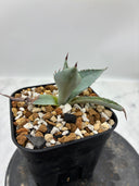 Agave 激怒之舞(No.45)子株(Lize血統) 抜き苗発送