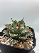 アガベ　オアハカオテロイ⑤（オアハカ産）抜き苗発送