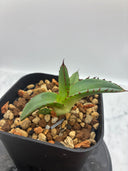 Agave ホリササ(No.36)子株①(Lize血統) 抜き苗発送