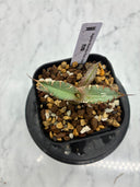 Agave titanota 烈焔子株①(Lize産) 抜き苗発送