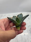 Agave titanota 白火焔子株①(Lize血統)　抜き苗発送