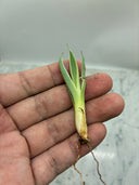 Agave キュービック黄覆輪子株（台湾産）　抜き苗発送