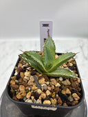 Agave titanota フィリグリー子株②(Lize血統）抜き苗発送