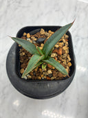 Agave ホリササ(No.39)子株③(Lize血統) 抜き苗発送