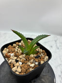 Agave ホリササ(No.38)子株①(Lize血統) 抜き苗発送