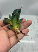 Agave titanota 白火焔子株②(Lize血統)　抜き苗発送