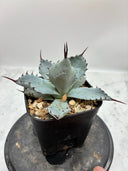 Agave 激怒之舞(No.？)子株③(Lize血統) 抜き苗発送