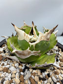 Agave titanota 白犀牛子株（Lize血統）抜き苗発送