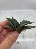 Agave titanota 白鯨子株①(Lize血統）抜き苗発送