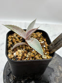 【Indoor Jungle Issue n°11掲載株】Agave 瀧之白絲x血雨雷神子株　(Lize血統) 抜き苗発送