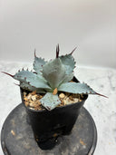 Agave 激怒之舞(No.？)子株③(Lize血統) 抜き苗発送