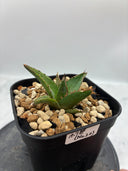 Agave ホリササ(No.20)子株②(Lize血統) 抜き苗発送