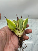 Agave キュービック黄覆輪子株②（台湾産）　抜き苗発送