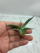 Agave 甲蟹x屈原(No.31)子株⑨(Lize血統) ベアルート発送