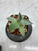 Agave 激怒之舞(No.？)子株⑤(Lize血統) 抜き苗発送