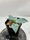 Agave 激怒之舞(No.53)子株①(Lize血統) 抜き苗発送
