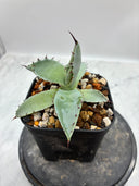 Agave 激怒之舞(No.？)子株⑤(Lize血統) 抜き苗発送