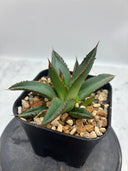 Agave ホリササ子株②(No.2)(Lize血統) 抜き苗発送
