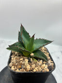 Agave ホリササ(No.44)子株①(Lize血統) 抜き苗発送