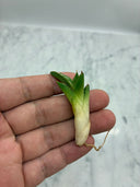 Agave titanota 大白鯊子株②(Lize血統) 抜き苗発送