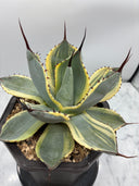 Agave Orizaba子株（US血統）抜き苗発送