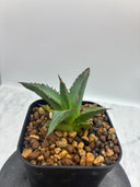 Agave ホリササ(No.27)子株②(Lize血統) 抜き苗発送