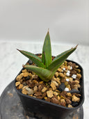Agave ホリササ(No.？)子株②(Lize血統) 抜き苗発送