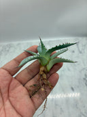 Agave 甲蟹x屈原(No.31)子株②(Lize血統) ベアルート発送