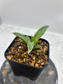 Agave ホリササ(No.58)子株(Lize血統) 抜き苗発送