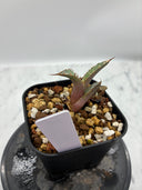 Agave titanota 烈焔子株②(Lize産) 抜き苗発送
