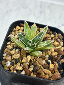 Agave 姫笹之雪子株　抜き苗発送