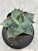 Agave 甲蟹交種子株②(Lize血統) 抜き苗発送